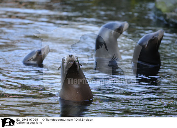Kalifornische Seelwen / California sea lions / DMS-07065