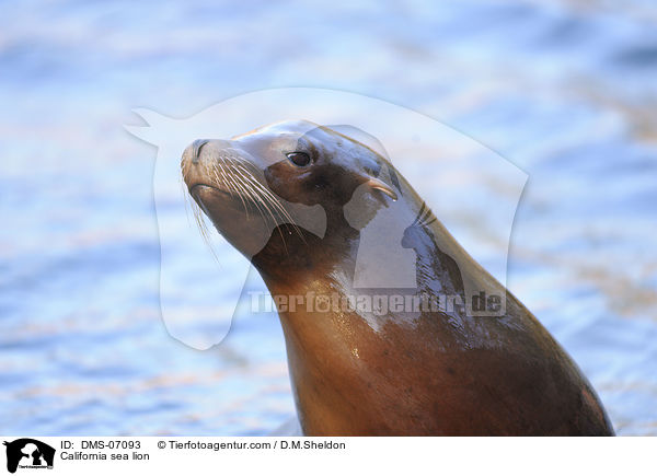 California sea lion / DMS-07093