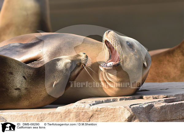 Californian sea lions / DMS-08290