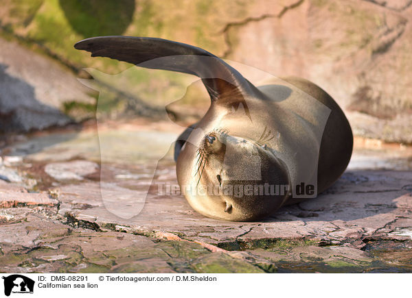 Kalifornischer Seelwe / Californian sea lion / DMS-08291