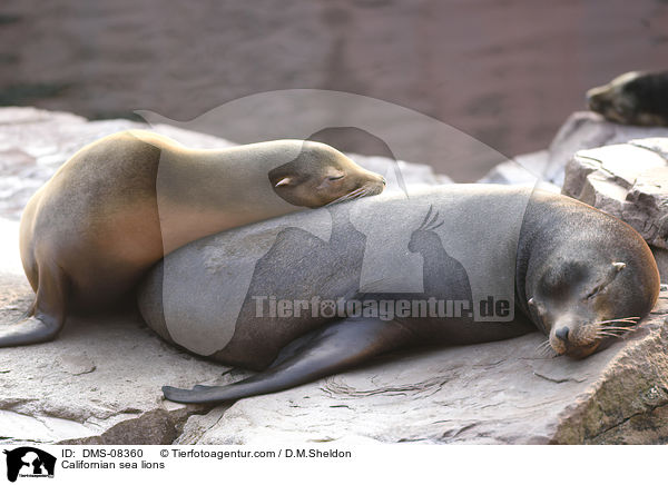 Californian sea lions / DMS-08360
