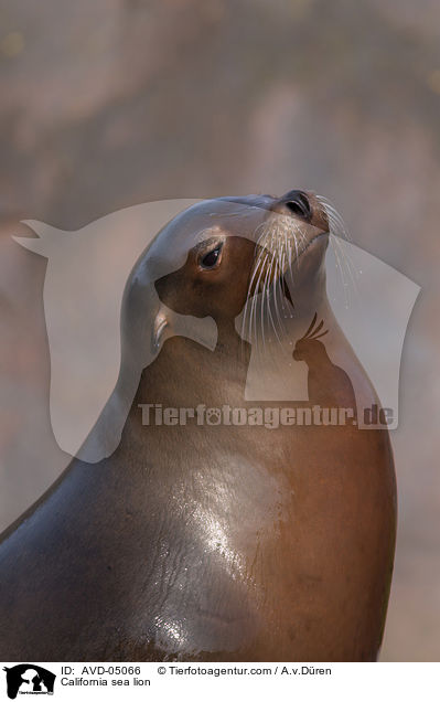 California sea lion / AVD-05066