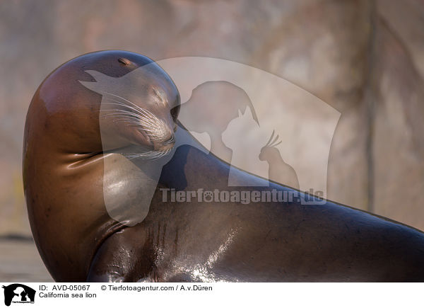 California sea lion / AVD-05067