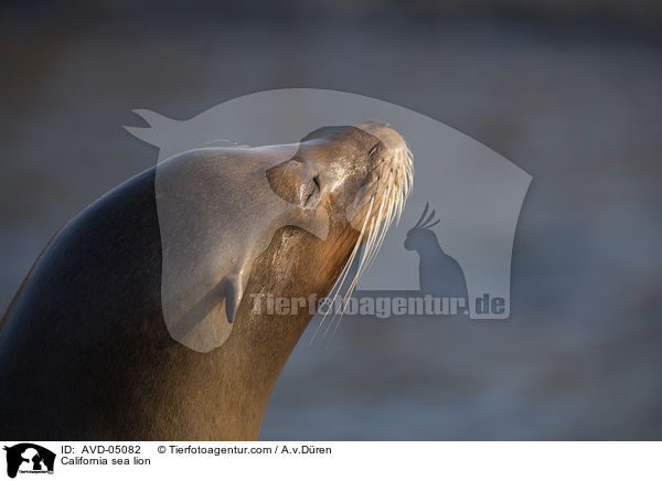 California sea lion / AVD-05082