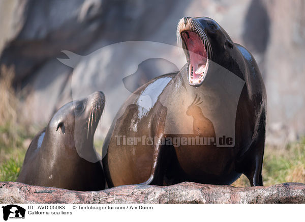 California sea lions / AVD-05083