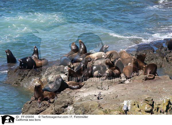 Kalifornische Seelwen / California sea lions / FF-05856