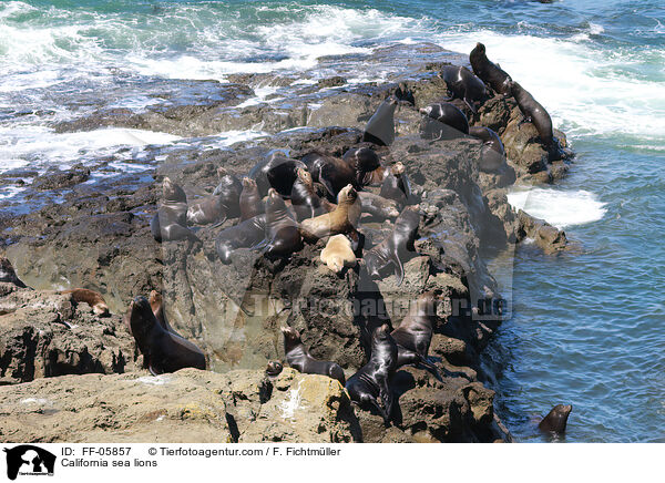 California sea lions / FF-05857