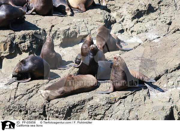 California sea lions / FF-05858