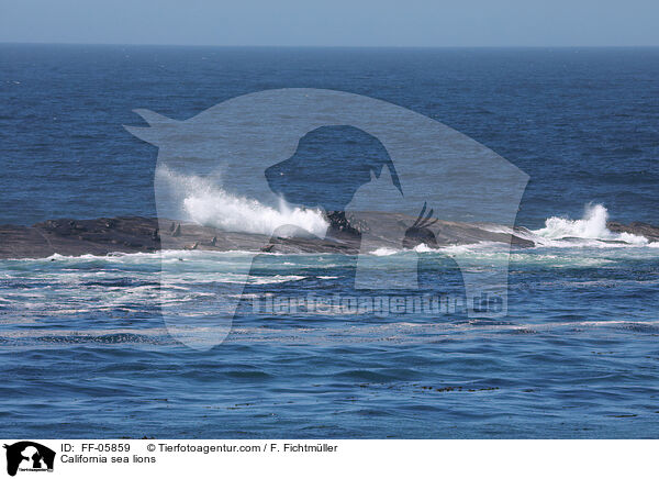 Kalifornische Seelwen / California sea lions / FF-05859
