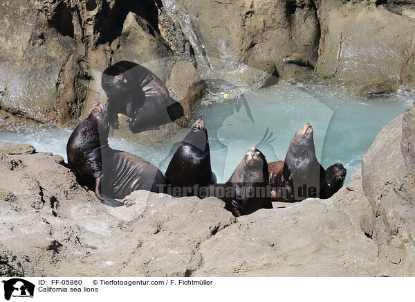 California sea lions / FF-05860