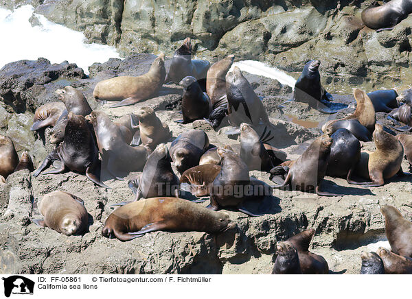 Kalifornische Seelwen / California sea lions / FF-05861