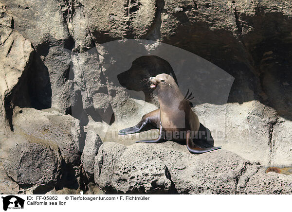 California sea lion / FF-05862