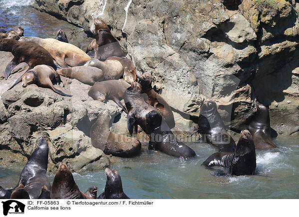 Kalifornische Seelwen / California sea lions / FF-05863
