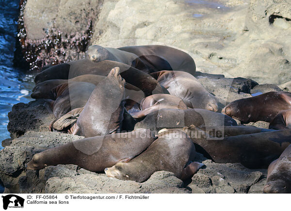 Kalifornische Seelwen / California sea lions / FF-05864