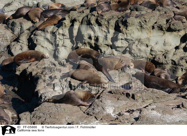 Kalifornische Seelwen / California sea lions / FF-05866