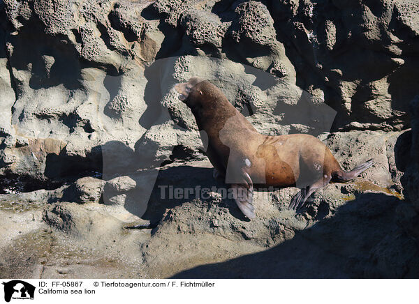 California sea lion / FF-05867