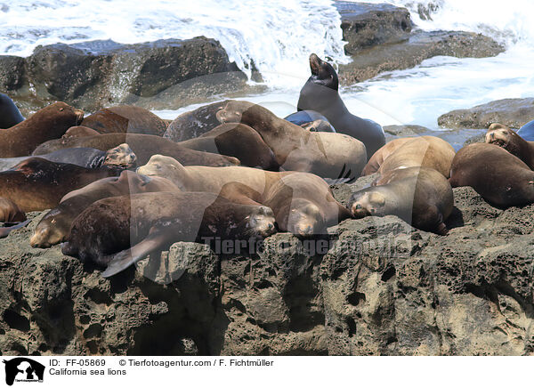 Kalifornische Seelwen / California sea lions / FF-05869