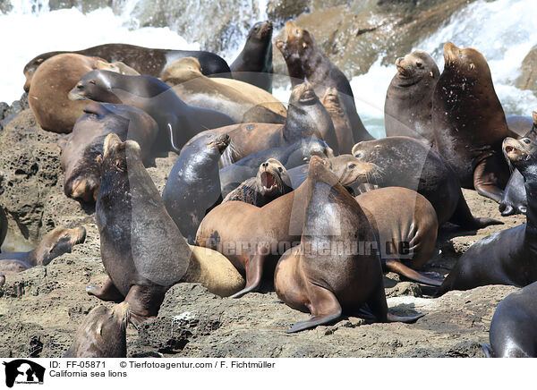 California sea lions / FF-05871