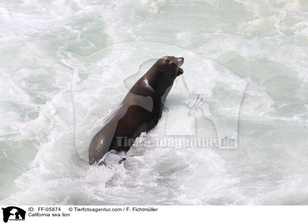 Kalifornischer Seelwe / California sea lion / FF-05874