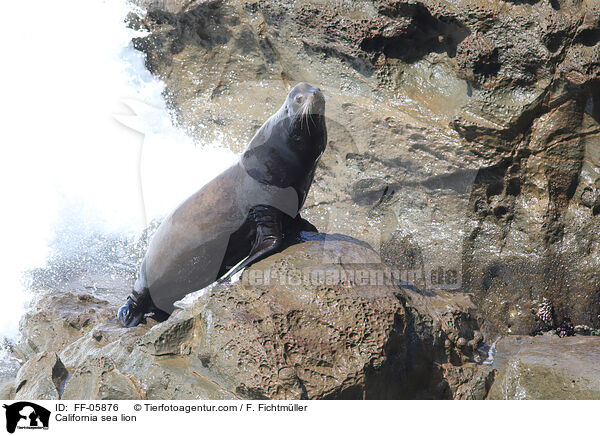 Kalifornischer Seelwe / California sea lion / FF-05876