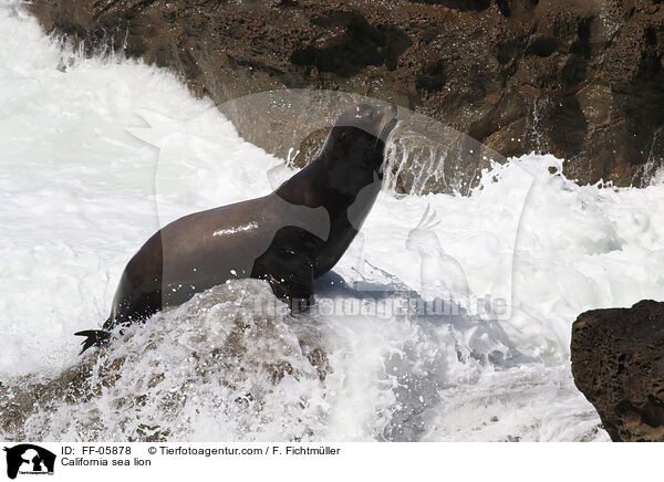 California sea lion / FF-05878