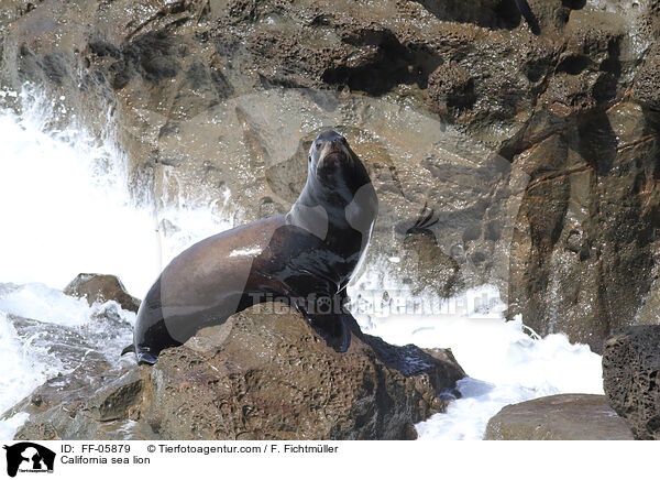 Kalifornischer Seelwe / California sea lion / FF-05879