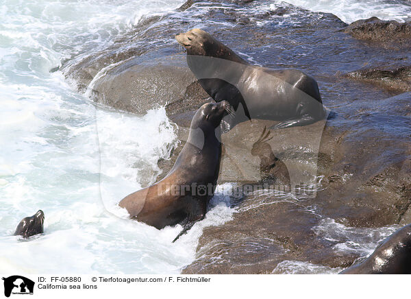 Kalifornische Seelwen / California sea lions / FF-05880
