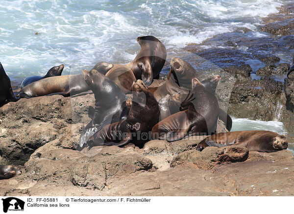 Kalifornische Seelwen / California sea lions / FF-05881