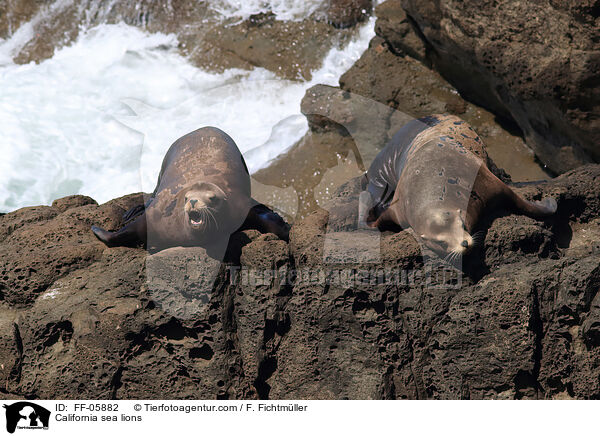 California sea lions / FF-05882