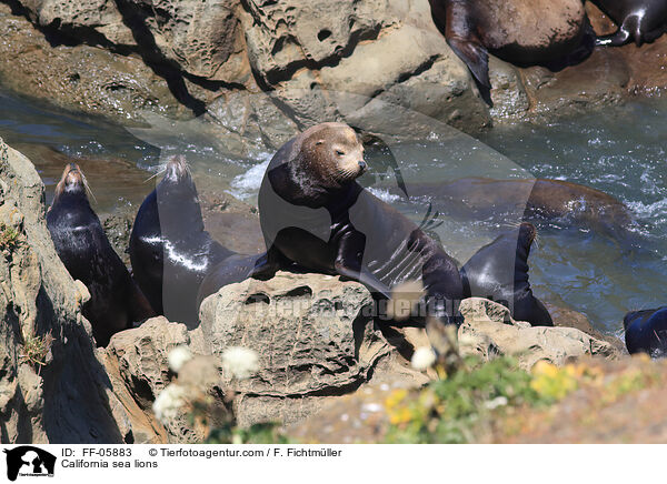 California sea lions / FF-05883