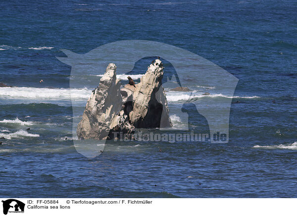 Kalifornische Seelwen / California sea lions / FF-05884