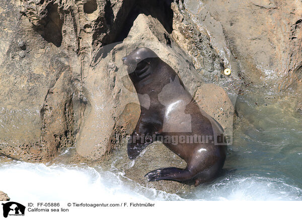 California sea lion / FF-05886
