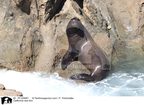 Kalifornischer Seelwe / California sea lion / FF-05887