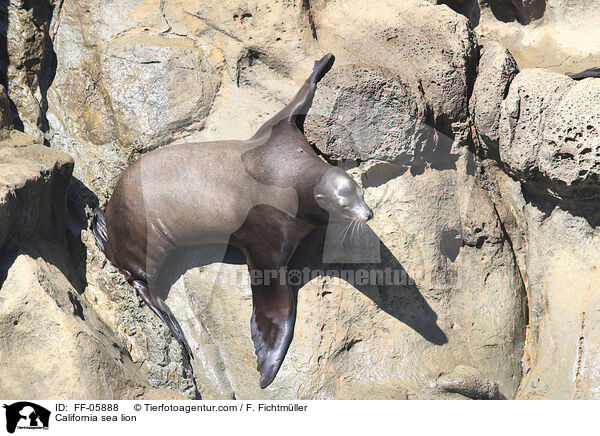 California sea lion / FF-05888