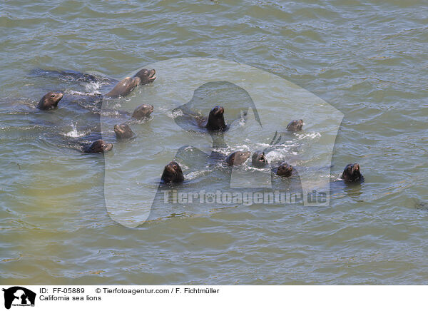California sea lions / FF-05889