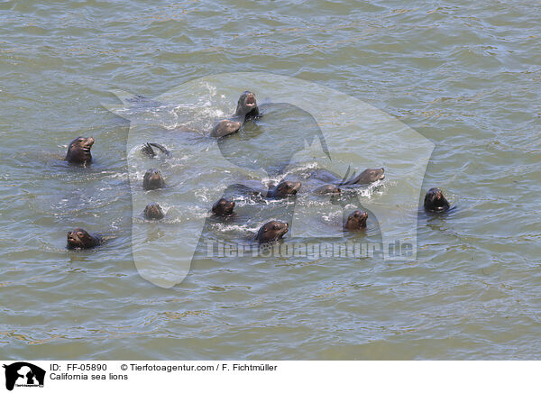 Kalifornische Seelwen / California sea lions / FF-05890