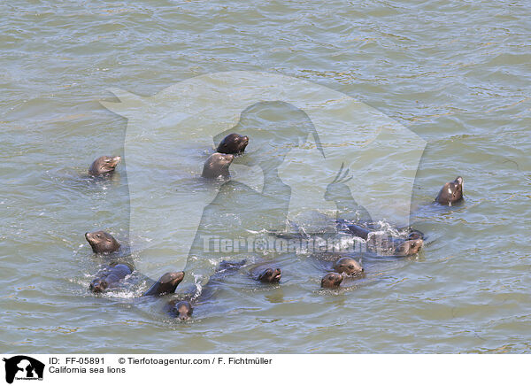 Kalifornische Seelwen / California sea lions / FF-05891