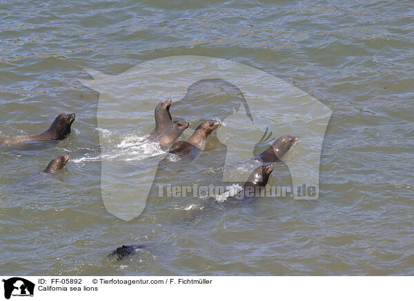 California sea lions / FF-05892