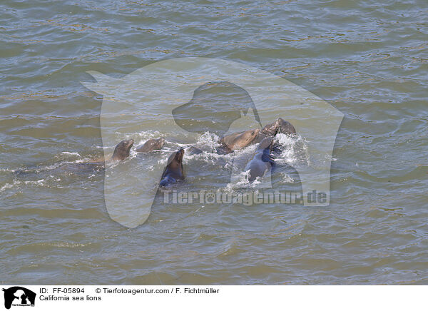 California sea lions / FF-05894