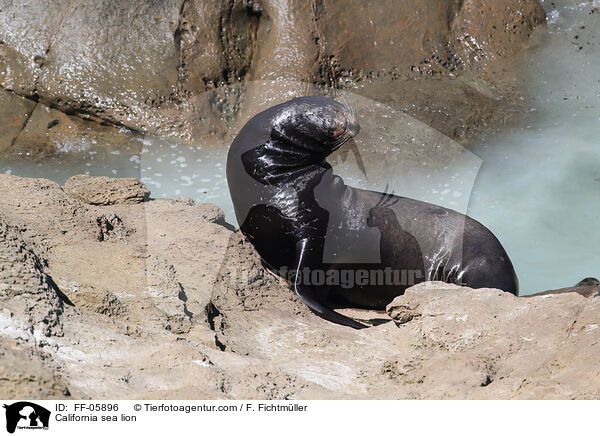 California sea lion / FF-05896