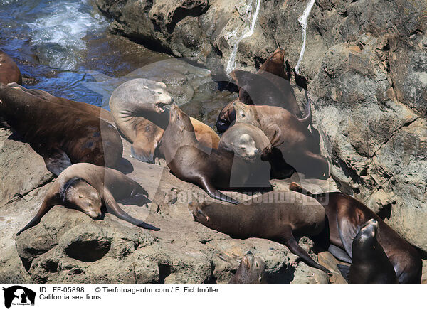 Kalifornische Seelwen / California sea lions / FF-05898