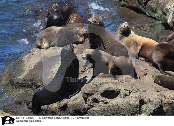 Kalifornische Seelwen / California sea lions / FF-05899