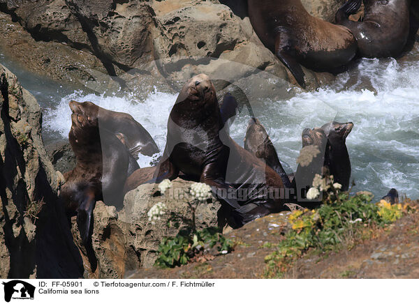 Kalifornische Seelwen / California sea lions / FF-05901