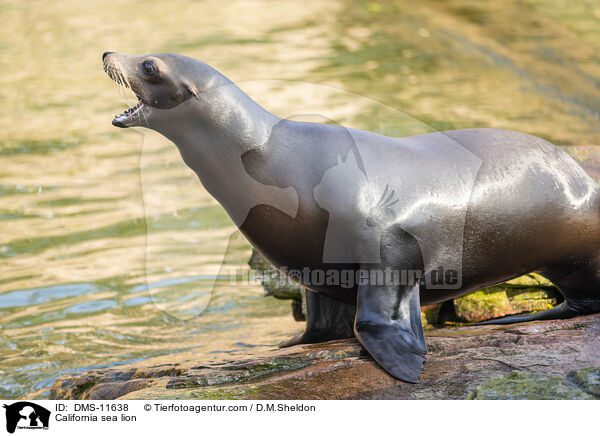 Kalifornischer Seelwe / California sea lion / DMS-11638