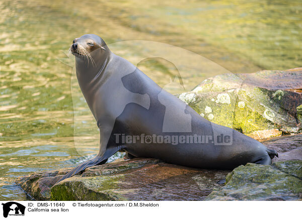 Kalifornischer Seelwe / California sea lion / DMS-11640