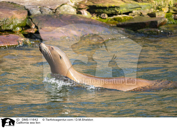 Kalifornischer Seelwe / California sea lion / DMS-11642
