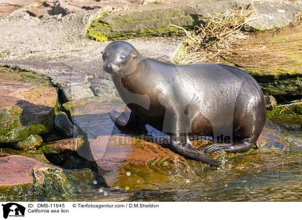 Kalifornischer Seelwe / California sea lion / DMS-11645