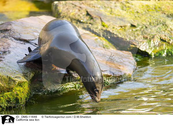 Kalifornischer Seelwe / California sea lion / DMS-11646