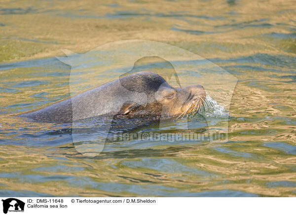 Kalifornischer Seelwe / California sea lion / DMS-11648