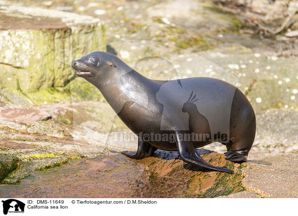 Kalifornischer Seelwe / California sea lion / DMS-11649